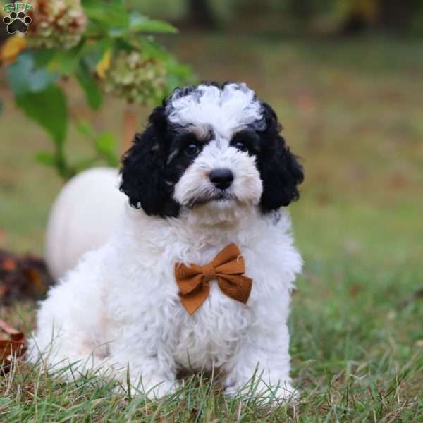 Roger, Cavapoo Puppy